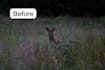 professionally edit your wildlife and nature photography