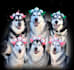 capture authentic multi dog household ugc with my six entertaining huskies