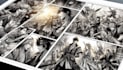 create professional manga comic page illustration