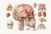 draw detailed medical illustrations