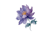 design best botanical illustration with flowers