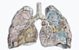 create medical and scientific illustrations