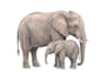 draw cute and artistic animal illustration