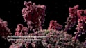 create 3d virus animation, virus structure, and viral infection mechanism video