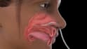 create a 3d anatomy animation, human anatomy, and medical explainer video