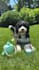 create authentic pet ugc videos with my dog