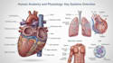 create anatomy, medical, and scientific illustrations