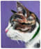 hand paint your pet