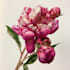 create beautiful botanical illustrations and plant art
