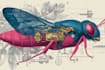 paint scientific watercolor animal illustrations