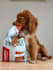 create authentic dog ugc videos for your pet brand