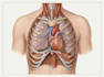 design medical and scientific illustration