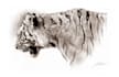 draw a realistic wildlife portrait in graphite or charcoal