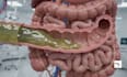 create 3d medical animation, anatomy animation, human digestive system