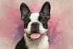 draw a amazing disney pet portrait