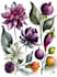 draw botanical and flower illustration