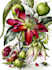 draw a botanical illustration