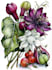 draw a botanical illustration
