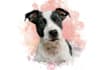 draw watercolor pet portrait