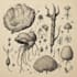 create scientific illustrations, diagrams