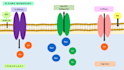 create scientific illustrati abstracts and PPT templates