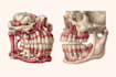 create a detailed medical illustrations