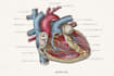 do medical and scientific illustrations