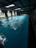 provide professional online swimming coaching, improve swimming technique