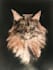 paint your pets portrait