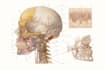 draw detailed medical illustrations
