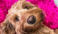 create authentic dog ucg videos for your pet brand