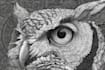 draw simple black and white illustration