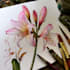 draw a botanical illustration