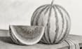 draw detailed handmade still life and object illustrations