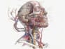 create professional veterinary anatomy illustration