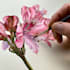 draw a botanical illustration