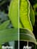 enhance, restore, and sharpen your any low quality images
