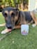 create a dog ugc video for your brand