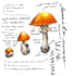 create watercolor and digital scientific illustrations
