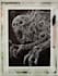 create a detailed traditional dark art ink illustration