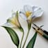 draw a botanical illustration