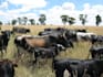 write a professional livestock and agribusiness plan