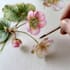 draw a botanical illustration