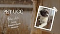 create pet ugc video ads for tiktok, instagram or facebook