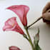 draw a botanical illustration