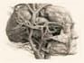 draw professional medical illustrations