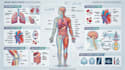 draw anatomy and medical vector illustration