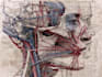 create anatomy, medical, and scientific illustrations