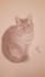 draw your pet animal