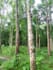 create natural tree video without using ai